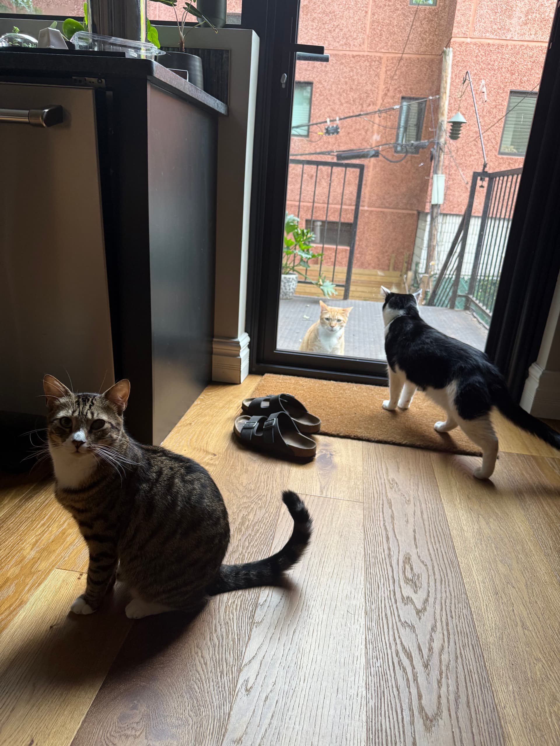 Whiskers at Rest - Image 1