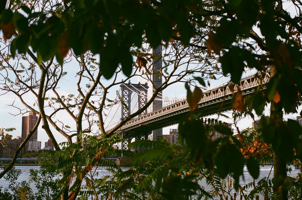 NYC Fall Radiance - Image 4