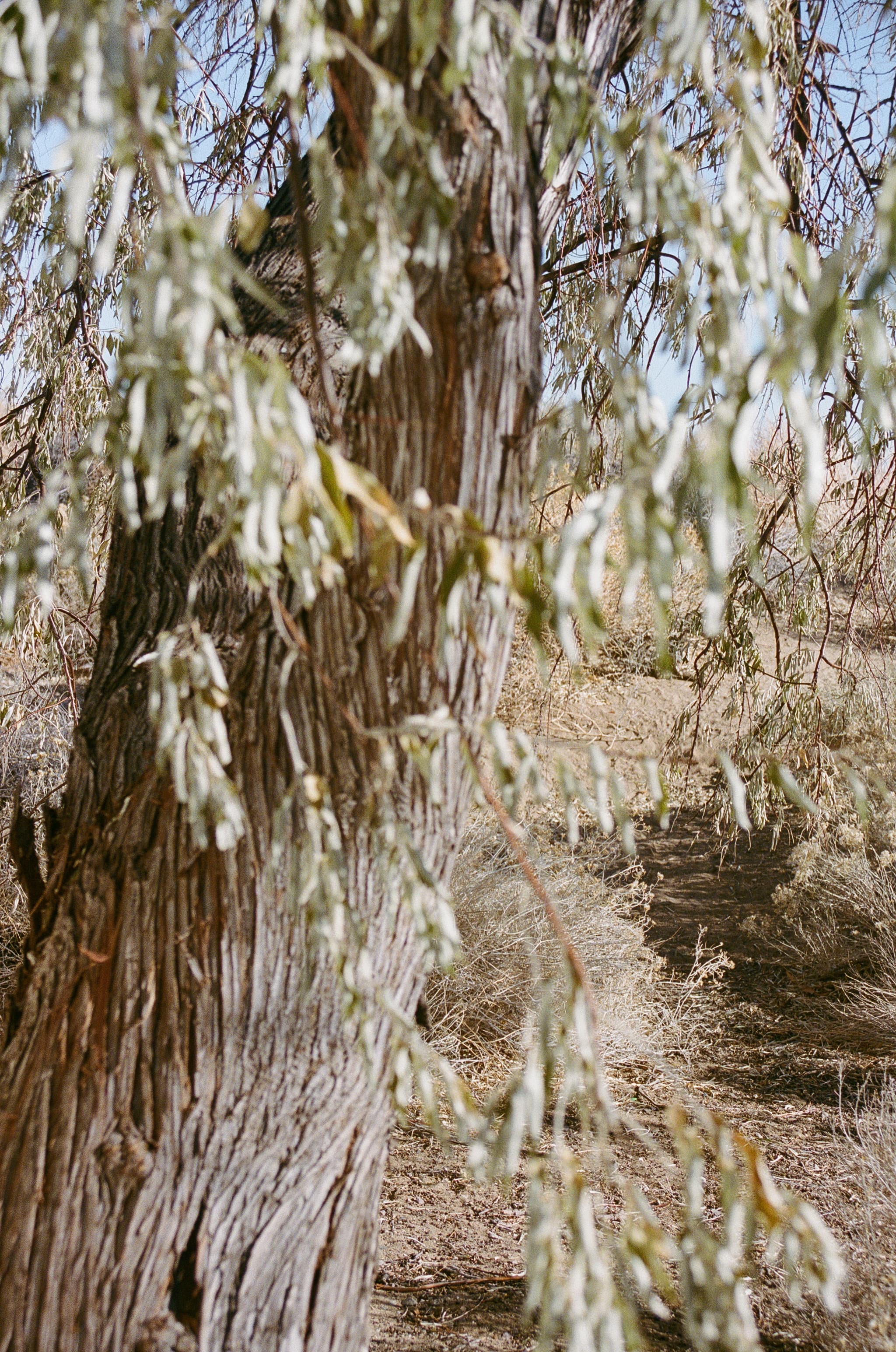 Forgotten Sands, Silent Stories