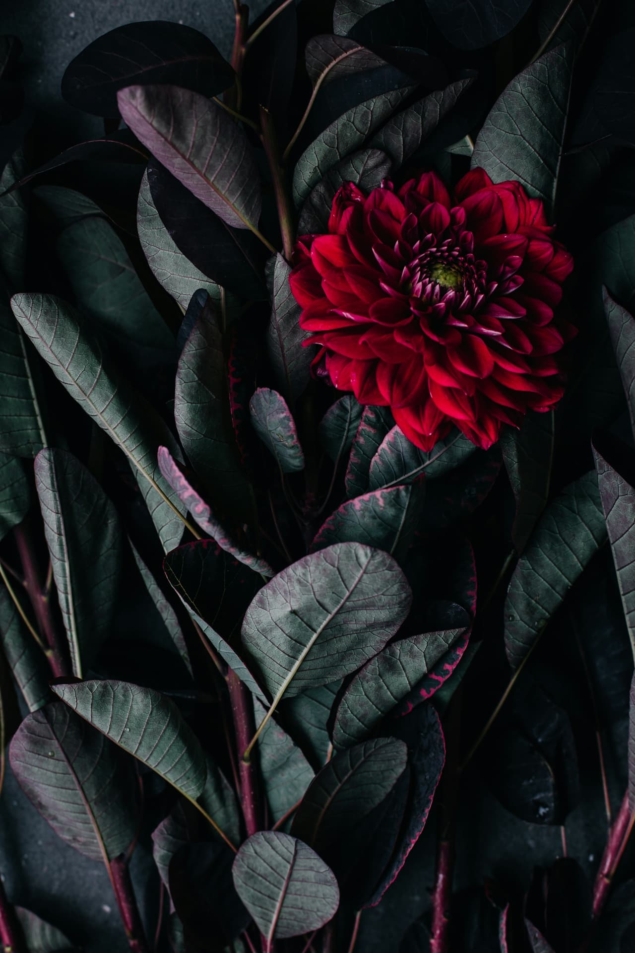 Midnight Garden Bloom - Image 2