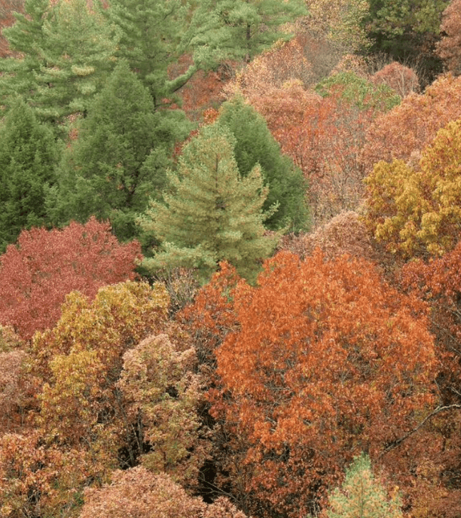 Seasonal Reverie: City to Forest - Image 4