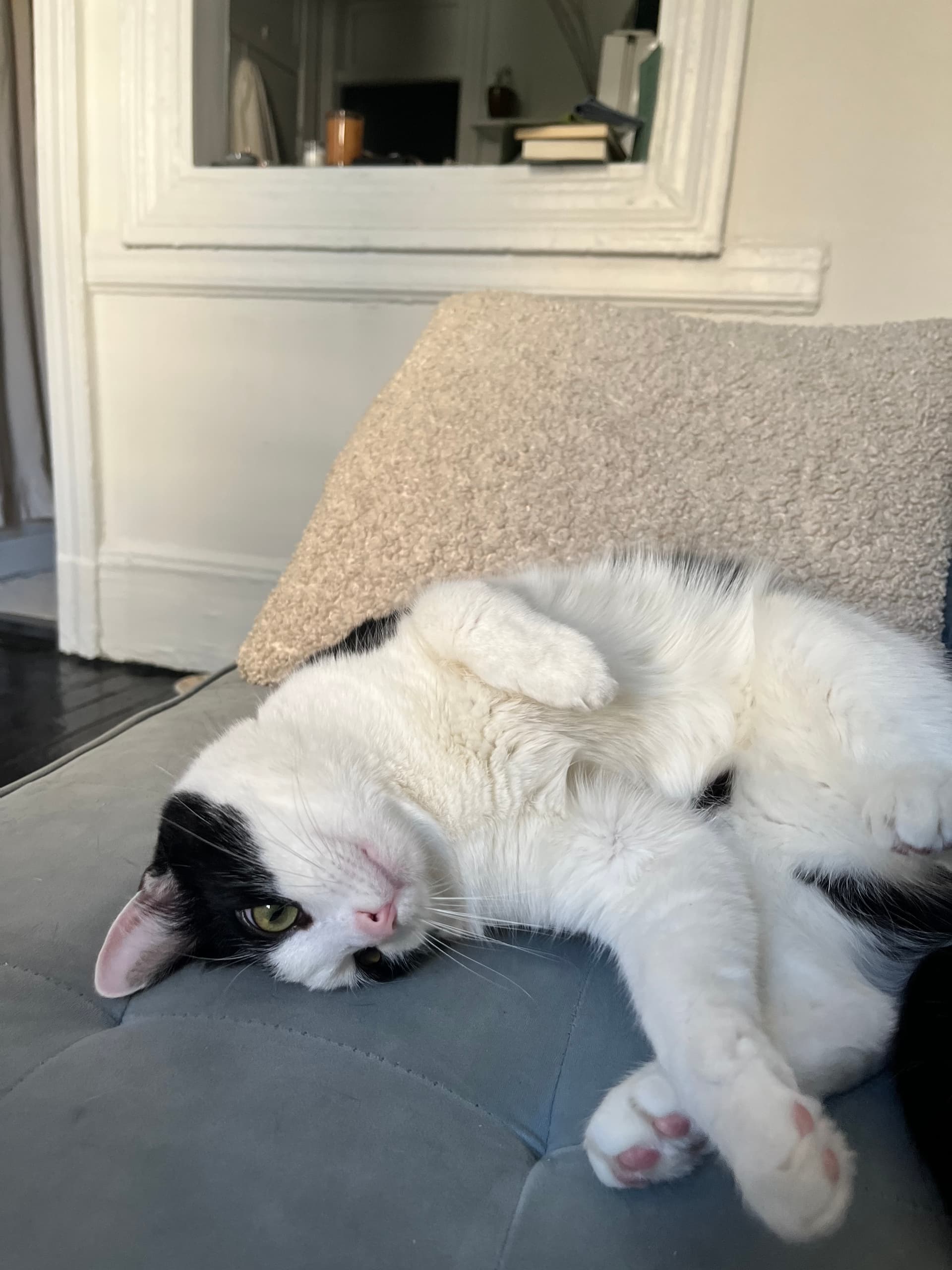 Whiskers on the Couch - Image 1