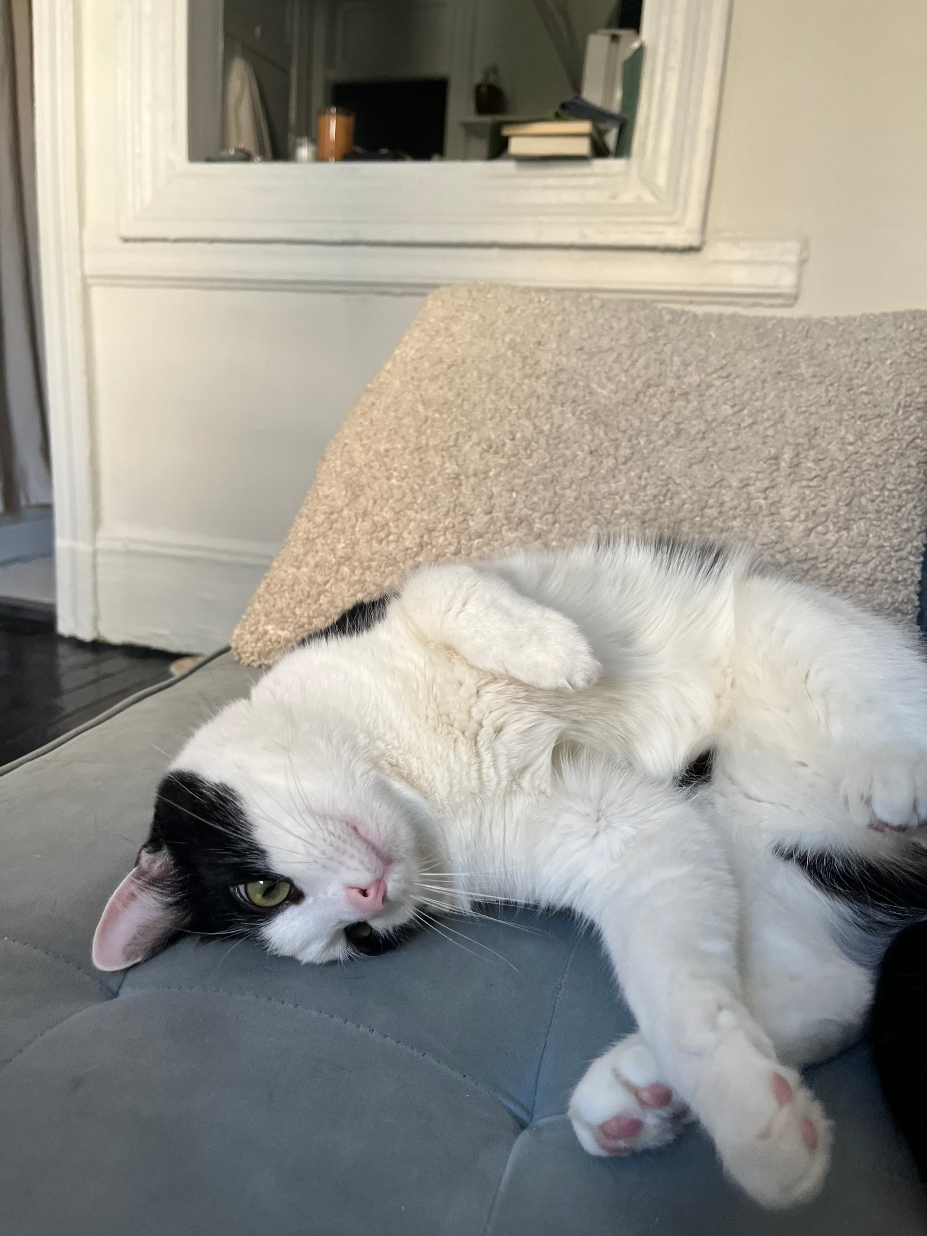 Whiskers on the Couch - Image 1