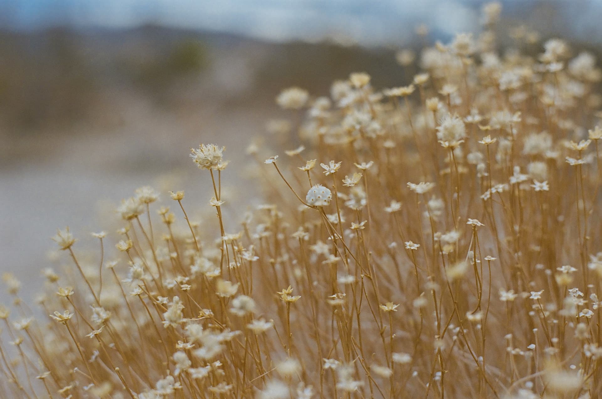 Whispers of Golden Hour