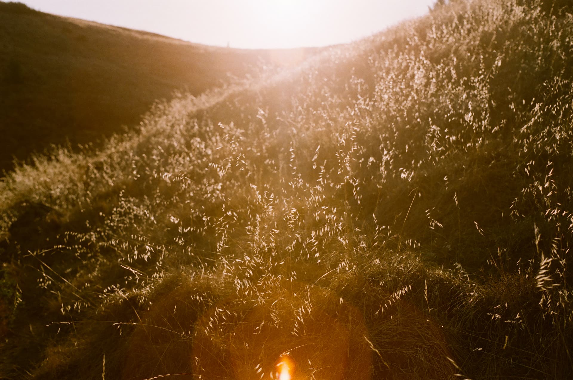 Whispers of Golden Hour - Image 2