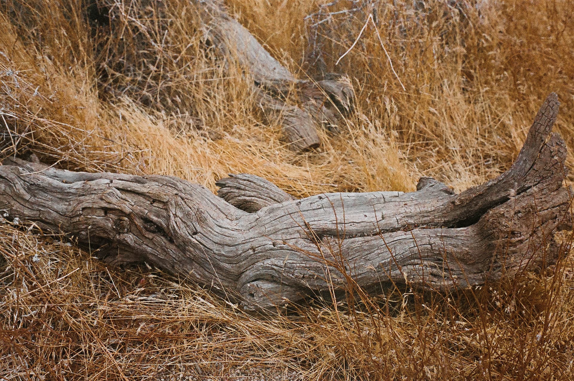 Whispers of Golden Hour - Image 3