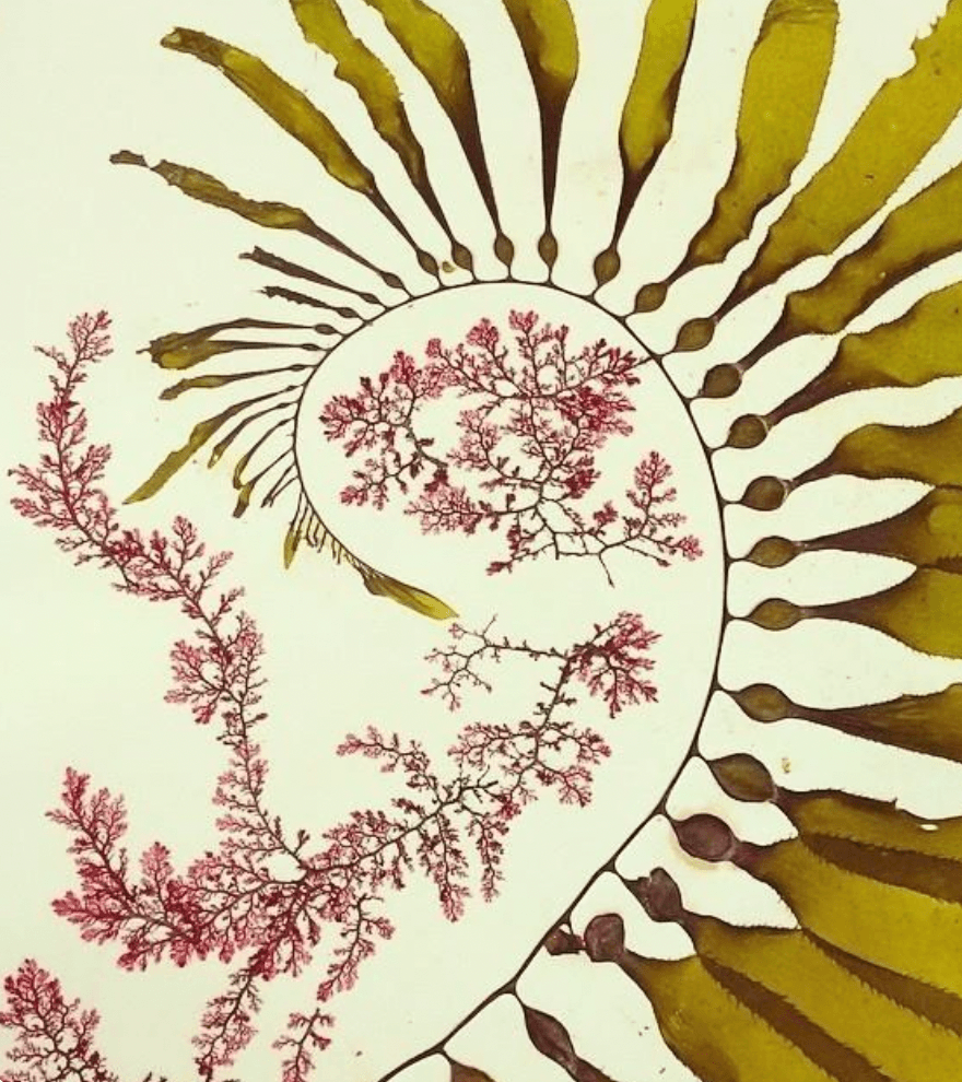 Elegant Botanicals & Shadow Play - Image 1