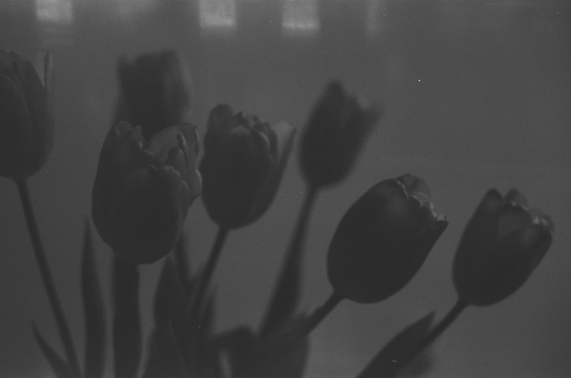 Monochrome Tulip Melody - Image 2