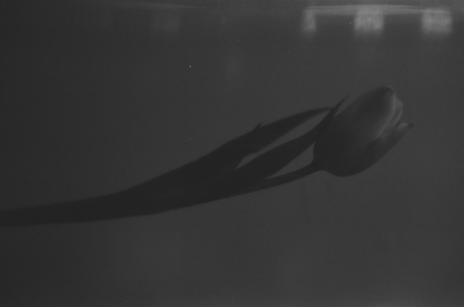 Monochrome Tulip Melody - Image 3