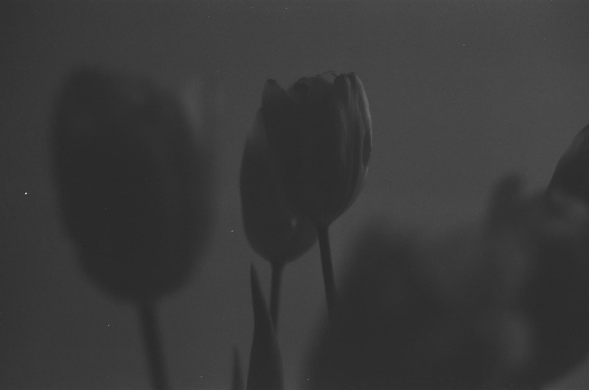 Monochrome Tulip Melody - Image 4