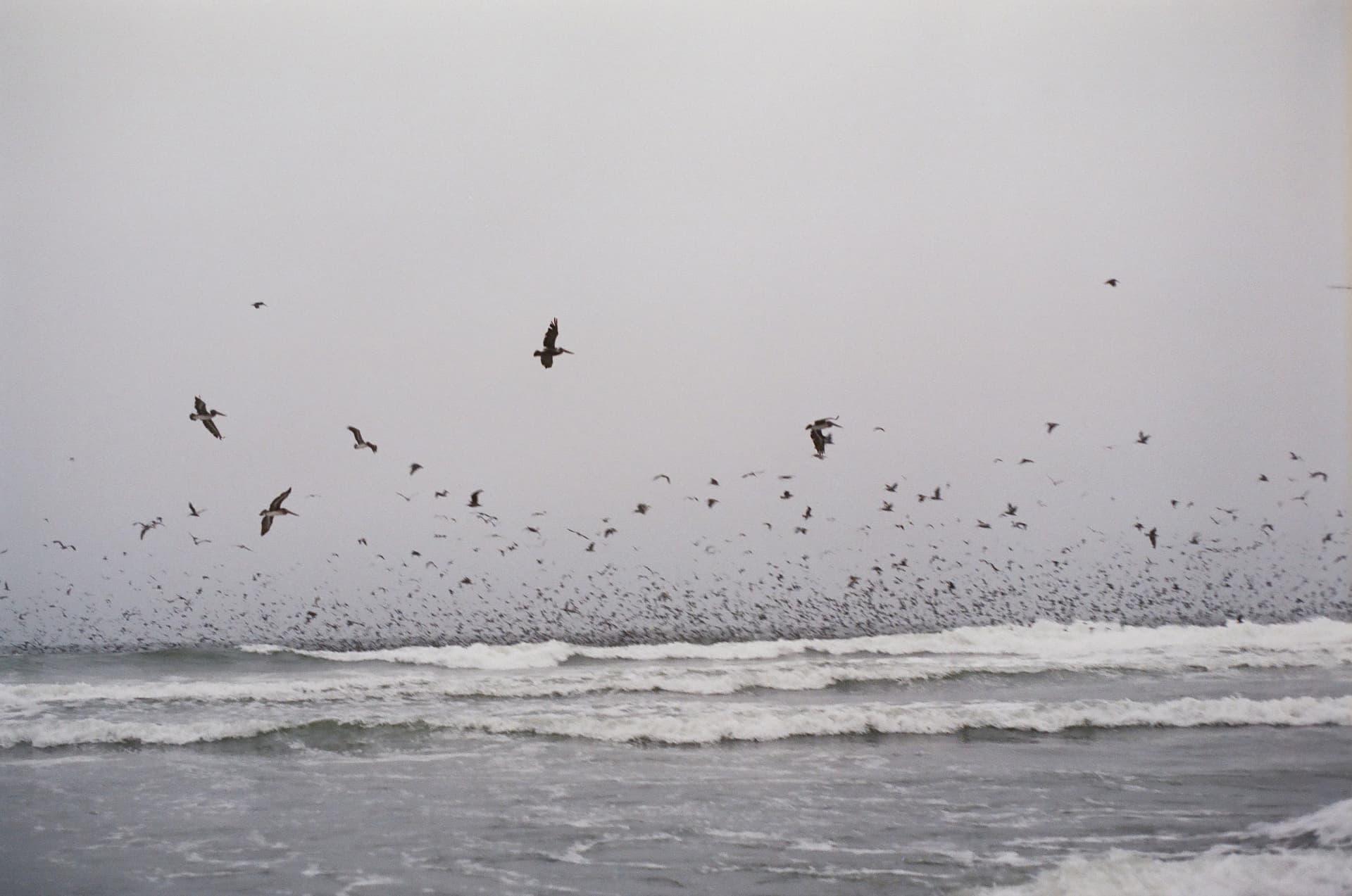 Coastal Roar: Black Sands and Soaring Birds - Image 1