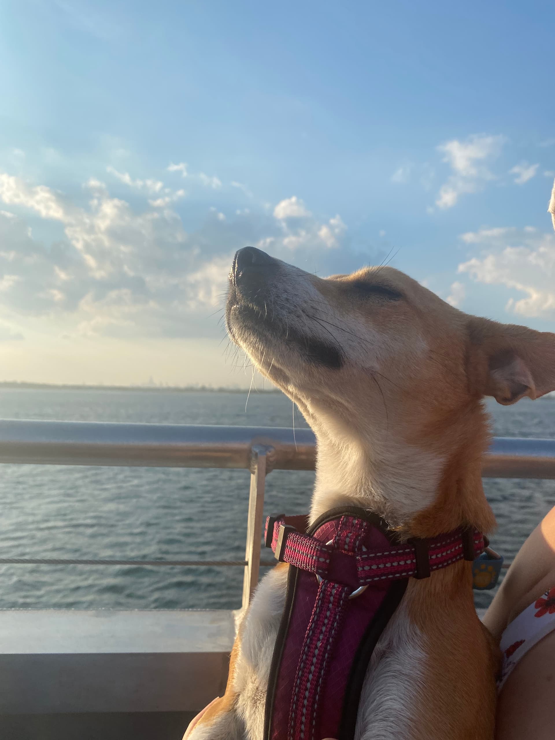 Golden Hour Reverie - Image 3