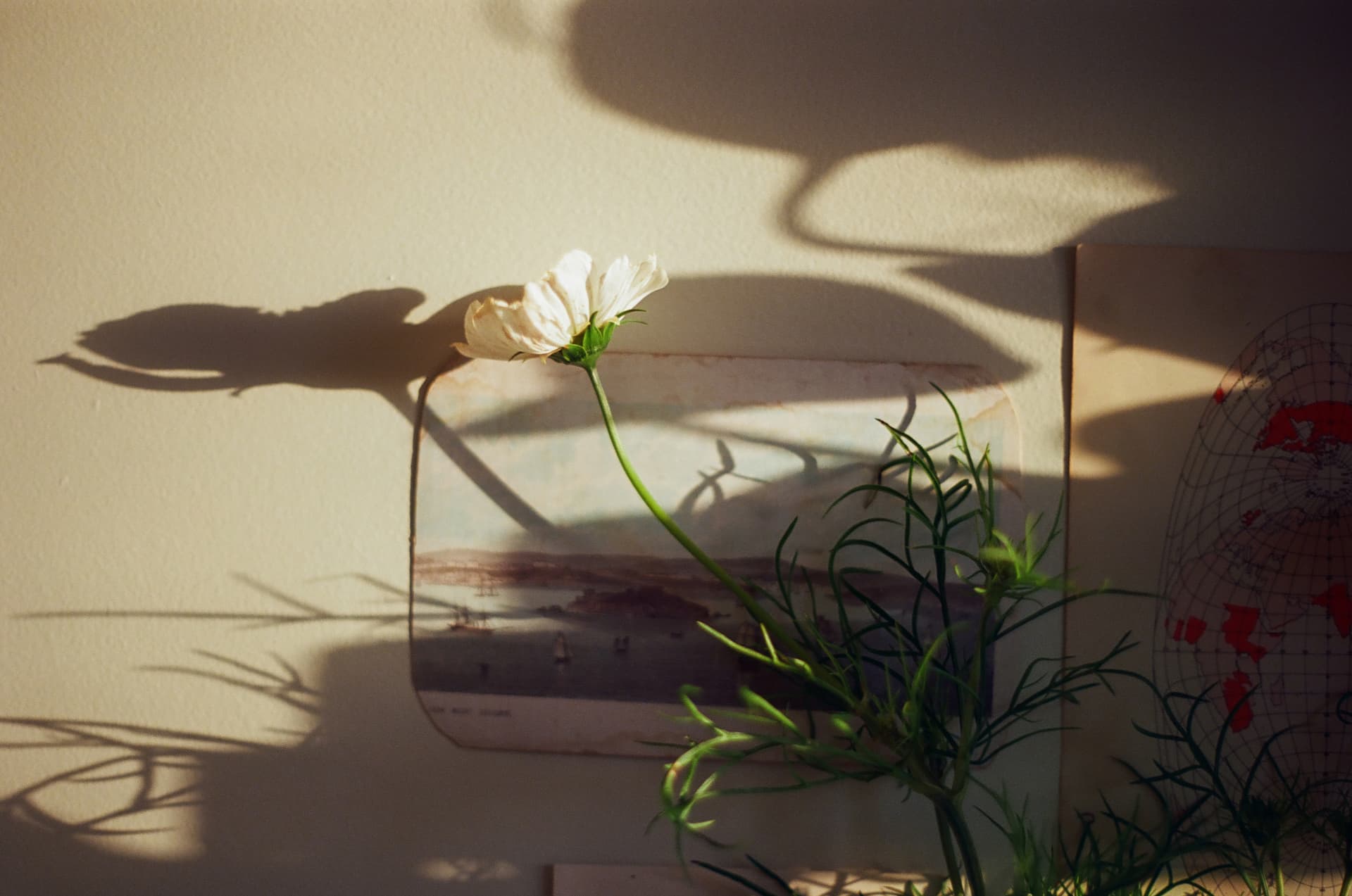 Golden Hour Reverie - Image 4