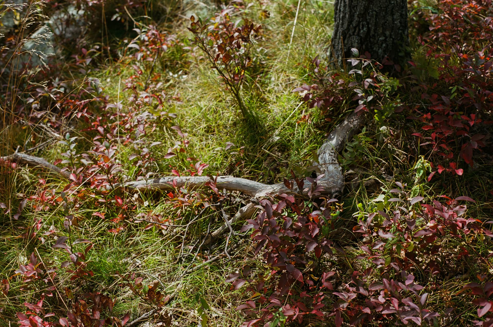 Brooklyn's Quiet Majesty - Image 2