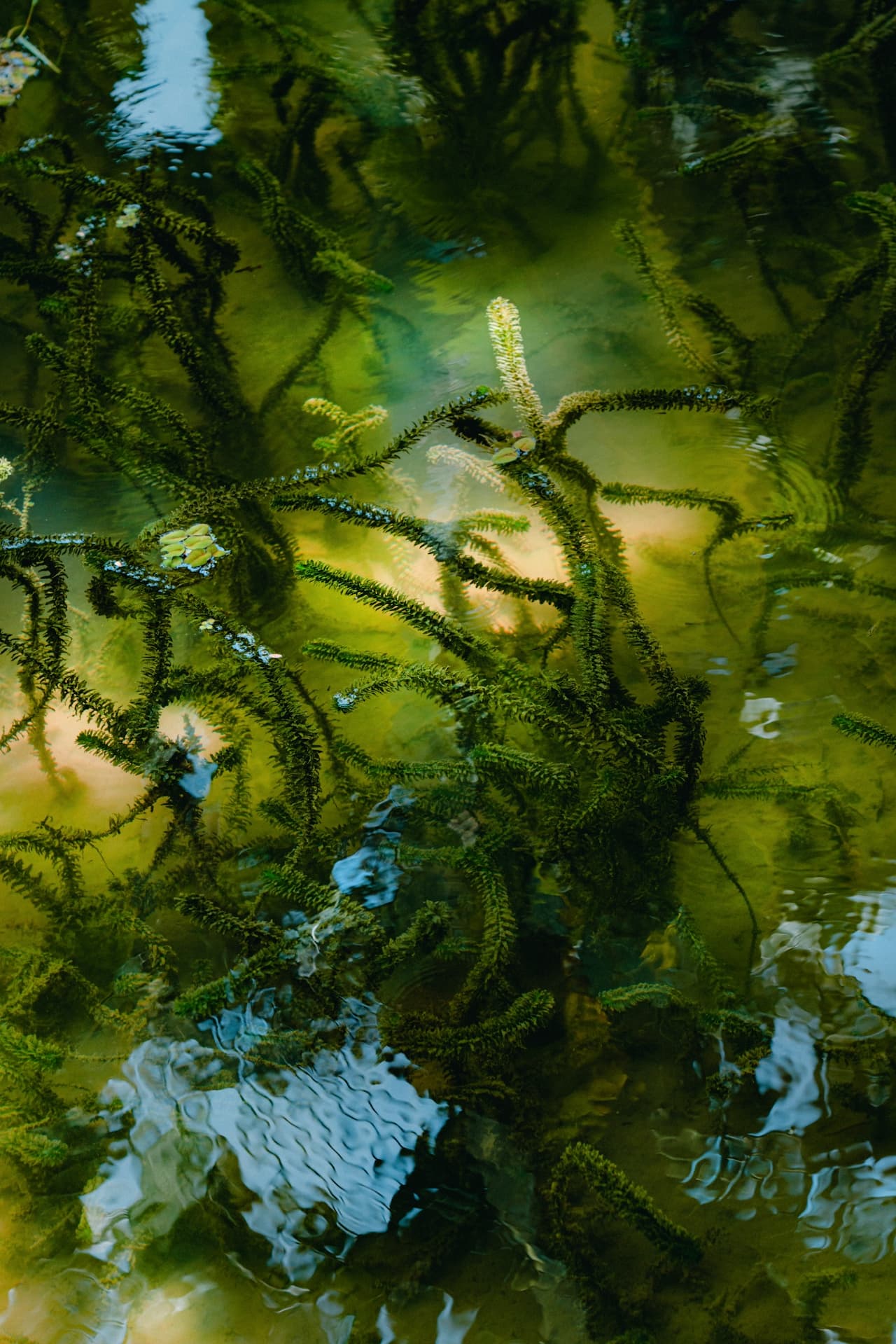 Verdant Depths, Serene Waters - Image 2