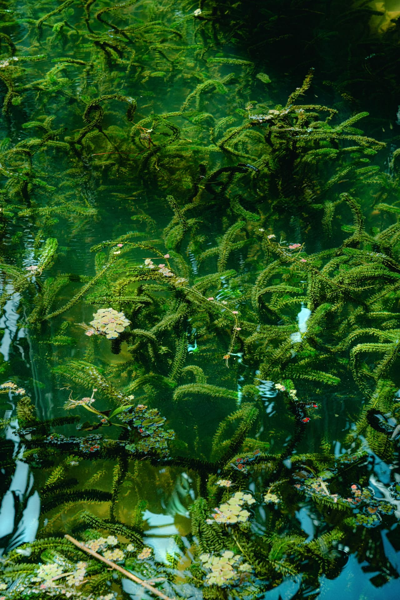 Verdant Depths, Serene Waters - Image 3