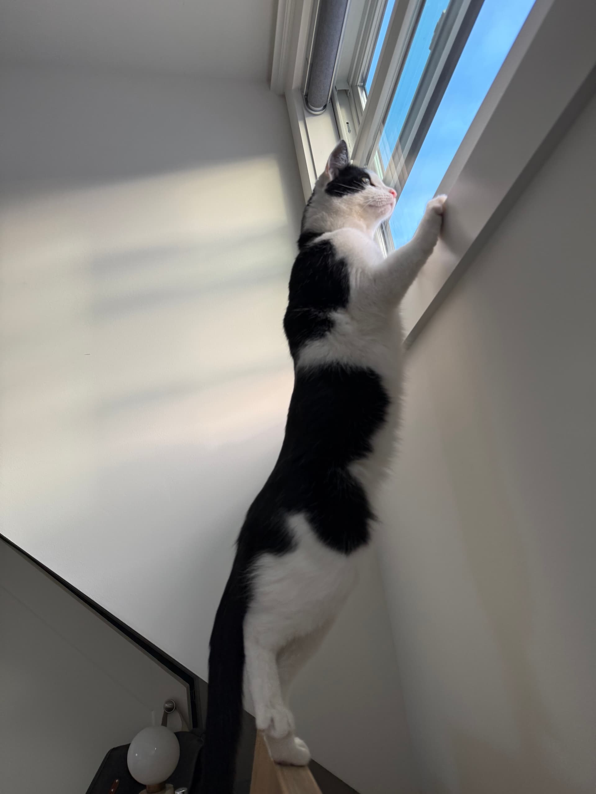 Sunny Naps & Curious Glimpses - Image 2