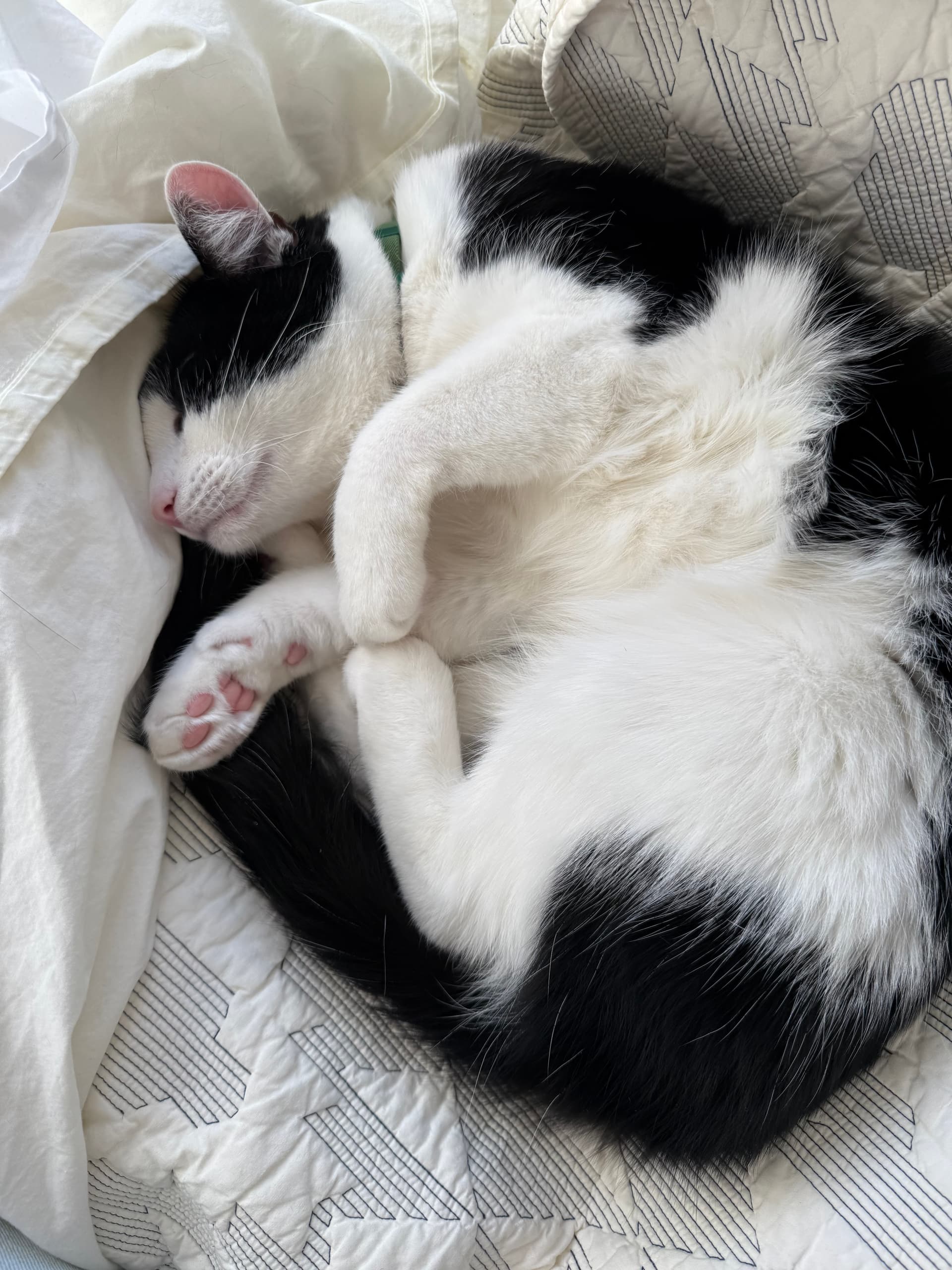 Sunny Naps & Curious Glimpses - Image 3