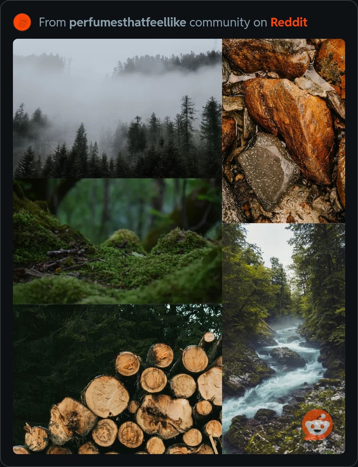 Earthy Forest Floor - Image 1