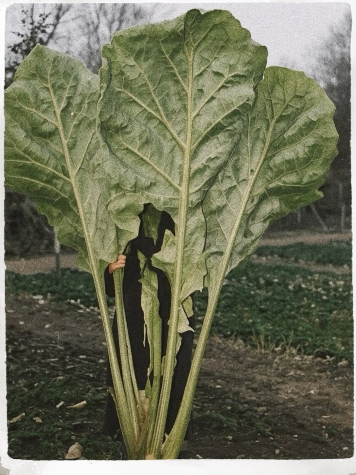 Giant Harvest Garden