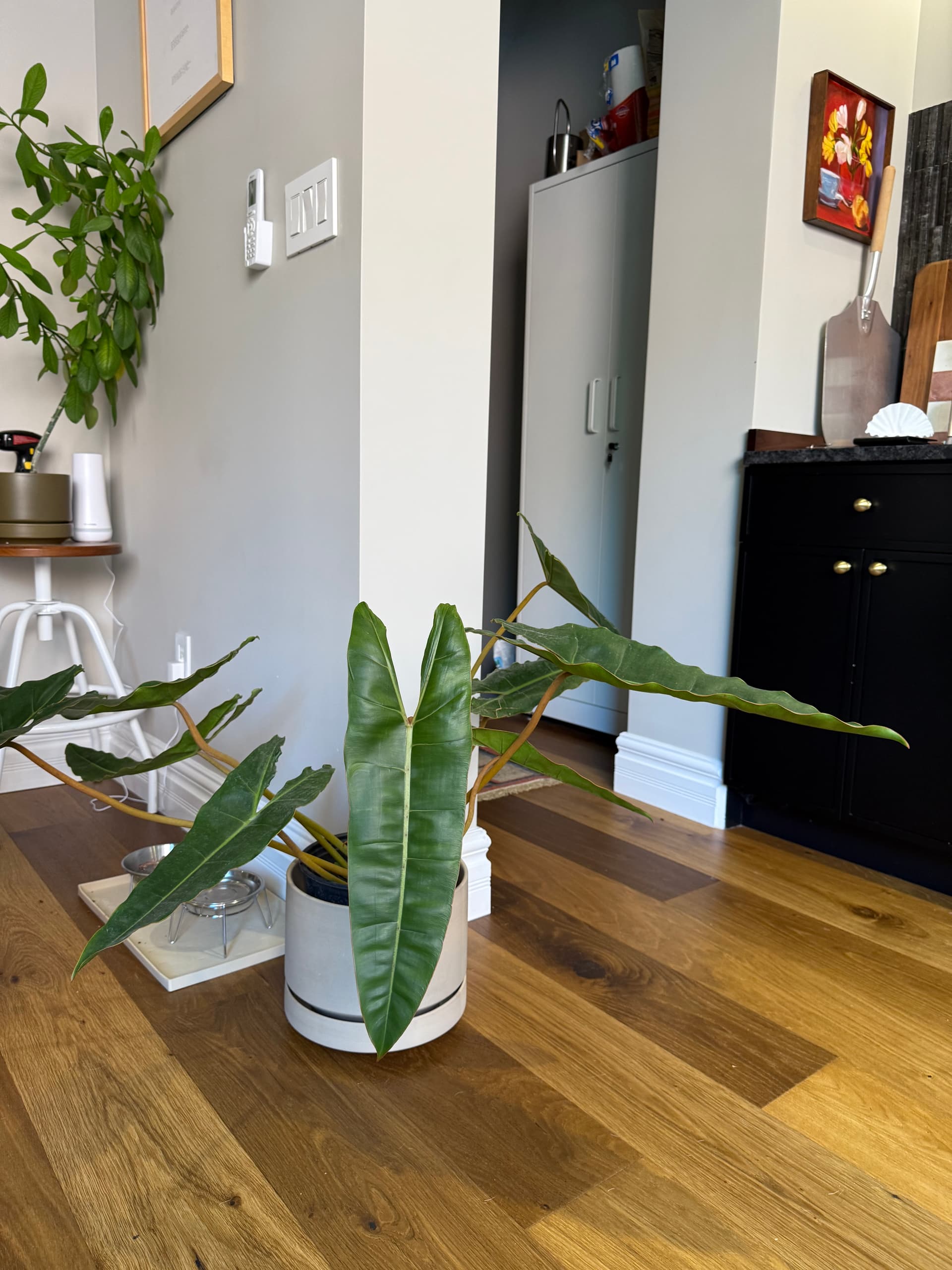 Botanical Bliss and Cozy Corners - Image 2