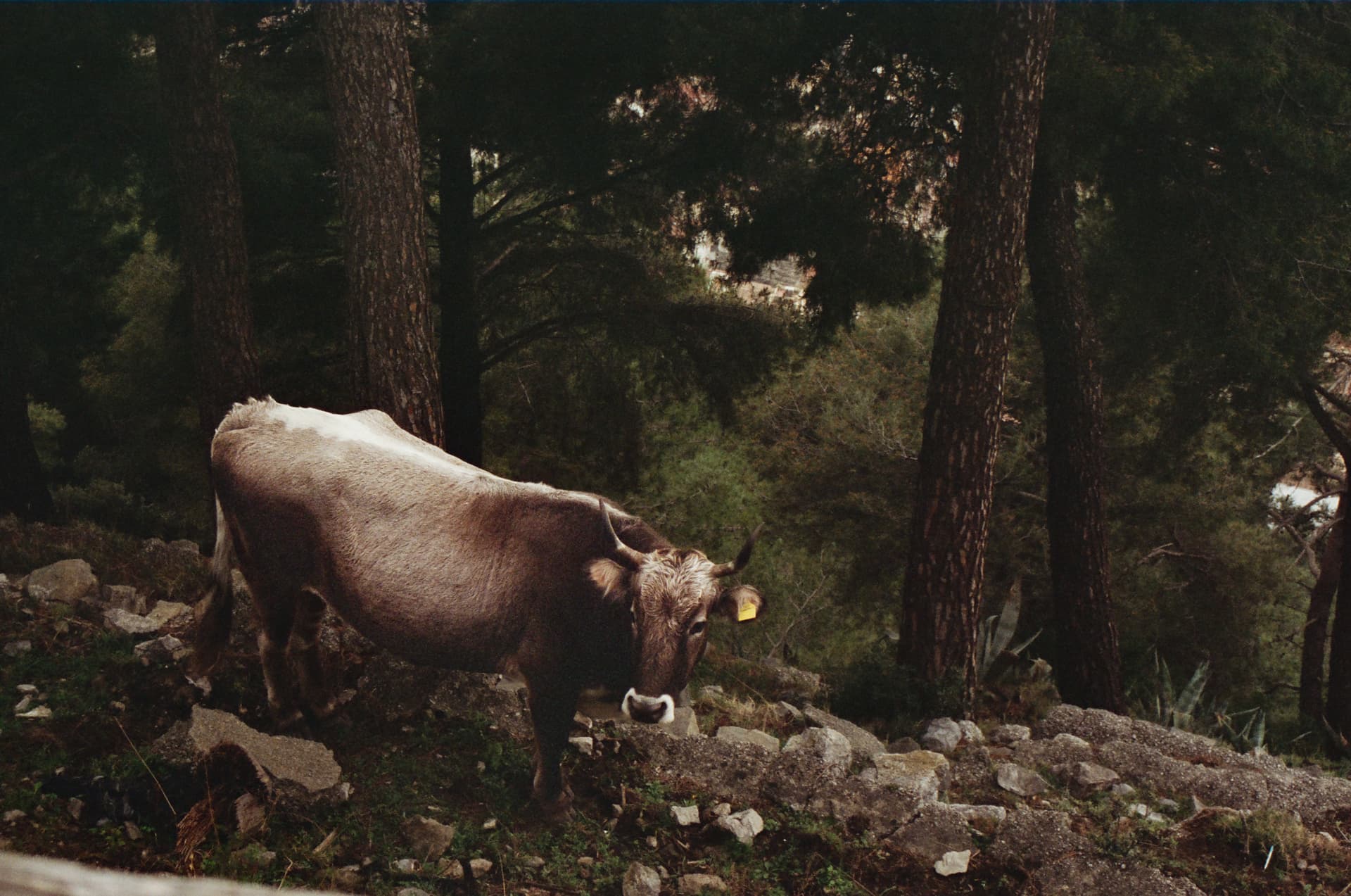 Secluded Mediterranean Journey - Image 2